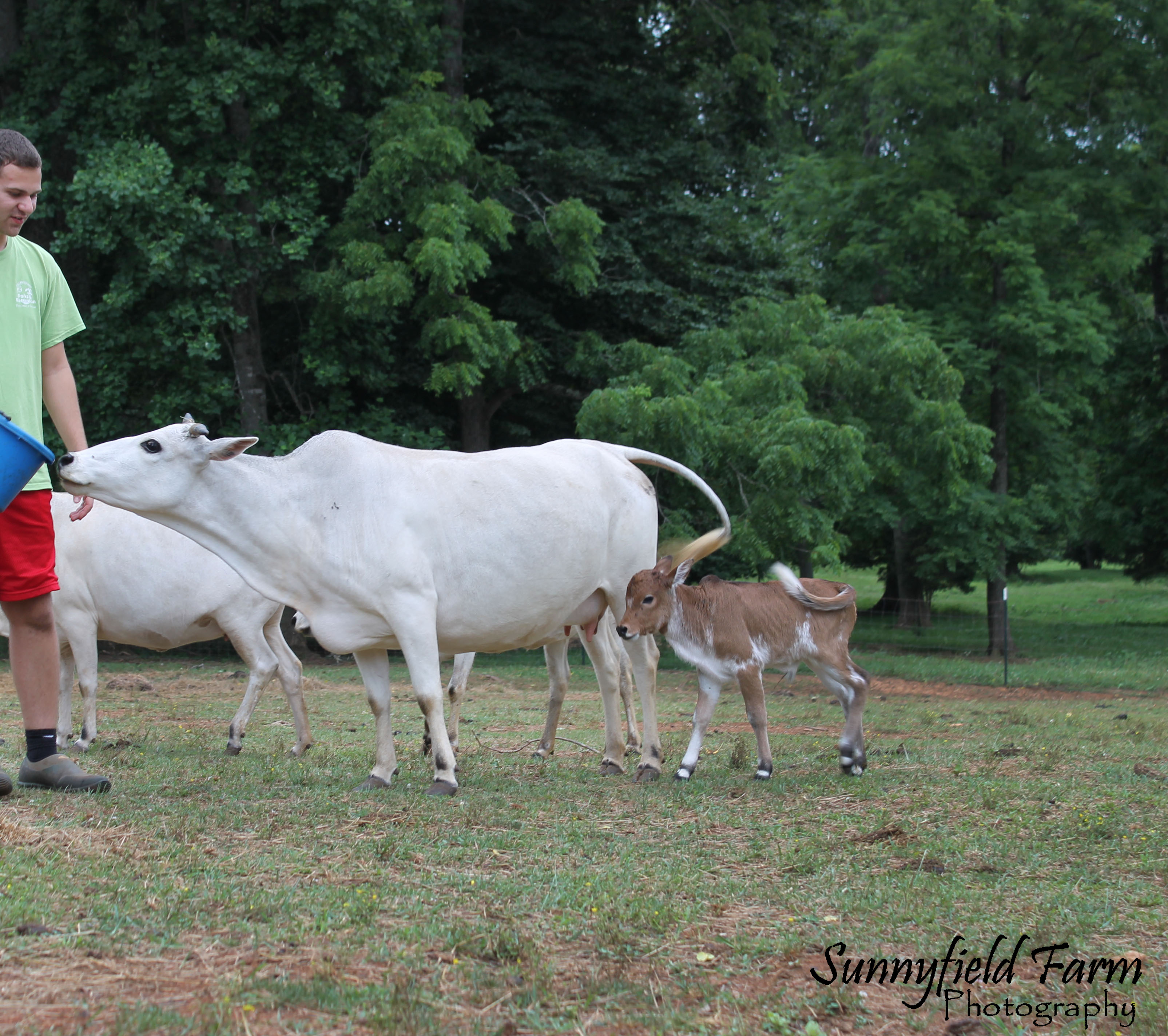 Sunnyfield Farm Zebu